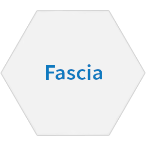 fascia